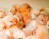 Image 42