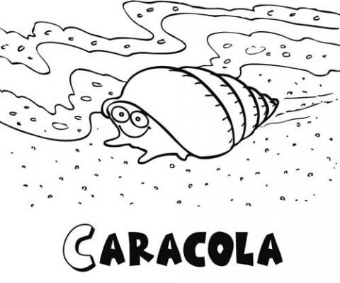assets/images/dibujos/c/caracola_1_g_thumb_480x480.jpg