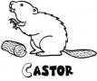 Dibujos de Castor para colorear e imprimir