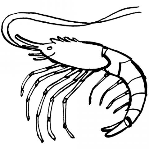 assets/images/dibujos/g/gamba_1_g_thumb_480x480.gif