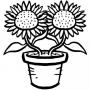 Girasoles