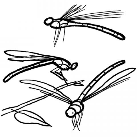 assets/images/dibujos/l/libelulas_1_g_thumb_480x480.gif