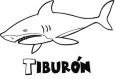 Dibujos de Tiburón para colorear e imprimir