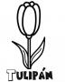 Tulipán