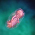 Desarrollo fetal: segundo trimestre