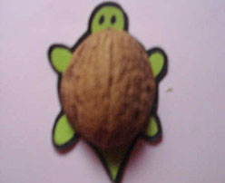 Tortuga de cáscara de nuez