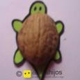 Nut shell turtle