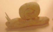 assets/images/manualidades/92_manualidad_caracol_2.jpg