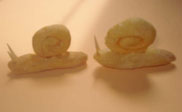 assets/images/manualidades/92_manualidad_caracol_4.jpg