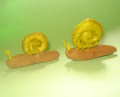 Caracoles