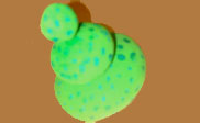 assets/images/manualidades/94_manualidad_arbusto4.jpg