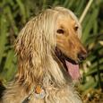 Mascotas Afgano: lujo bíblico