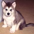 Mascotas Alaskan Malamute: absténganse principiantes