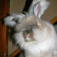Mascotas Angora: tesoro turco