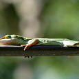 Mascotas Anolis verde: aprendiz de camaleón