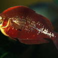 Mascotas Arco iris rojo: nacido para impresionar