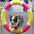 Mascotas Pastor Australiano: el rey del agility
