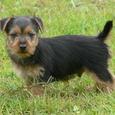 Mascotas Australian Terrier: todo se pega
