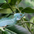 Mascotas Basilisco Verde: el lagarto Jesucristo