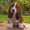 Basset Hound: el perro detective