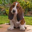 Mascotas Basset Hound: el perro detective