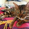Mascotas Bengala: el ‘tigre’ dulce