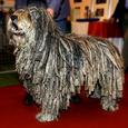 Mascotas Bergamasco: el pastor rastafari