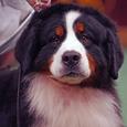 Mascotas Bernés de la Montaña: de la granja a tu casa