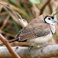 Mascotas Bichenovii: casi lechuzas