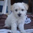 Mascotas Bichón Frisé: mascota de peces gordos