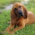 Mascotas Bloodhound: sangre de sabueso