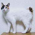 Mascotas Bobtail Japonés: cola de conejo
