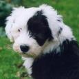 Mascotas Bobtail: la niñera perfecta