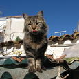Mascotas Bosque de noruega: el gato alpinista