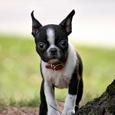 Mascotas Boston Terrier: ¿miedo yo?