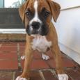Mascotas Bóxer: el baboso bonachón