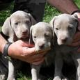 Mascotas Braco de Weimar: instinto alemán