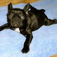 Mascotas Bulldog Francés: al calor del hogar