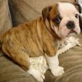 Mascotas Bulldog Inglés: de perro de pelea a mascota dócil