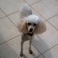 Mascotas Caniche: el perro aristócrata