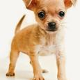 Mascotas Chihuahua: pequeñito, pero matón