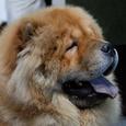 Mascotas Chow Chow: león de lengua azul