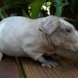 Mascotas Baldwins: hipopótamos de un kilo