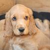 Cocker Spaniel: todo un superventas