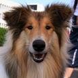 Mascotas Collie: adopta un famoso