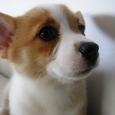 Mascotas Corgi: el pastor ‘mordisquitos’