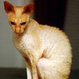 Mascotas Cornish Rex: piel de cordero