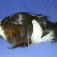 Mascotas Coronet: reina…con corona y todo