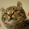 Mascotas Curl Americano: único en su especie