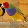 Diamante de Gould: arcoíris